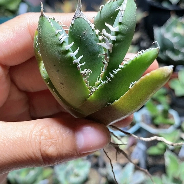 立刻白龙舌兰多肉