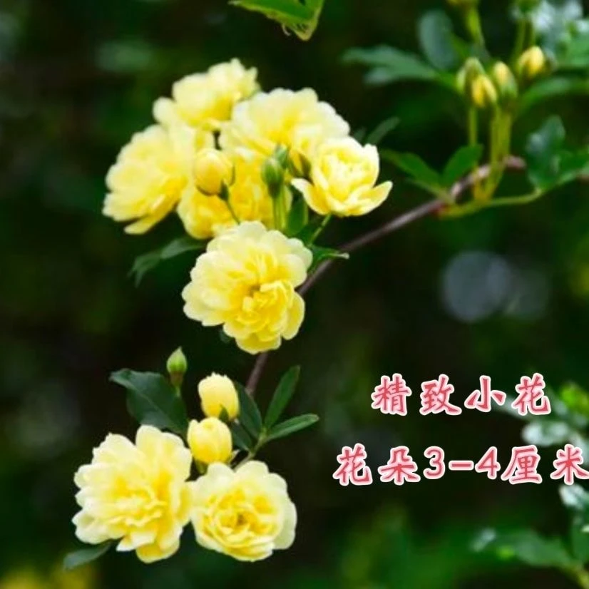 黄木香花苗爬藤植物庭院四季开花浓香木香花盆栽重瓣红白木香树苗