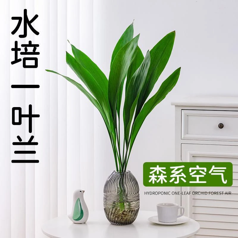 网红水培一叶兰盆栽水培植物修剪四季常青水养懒人植物易养活花卉