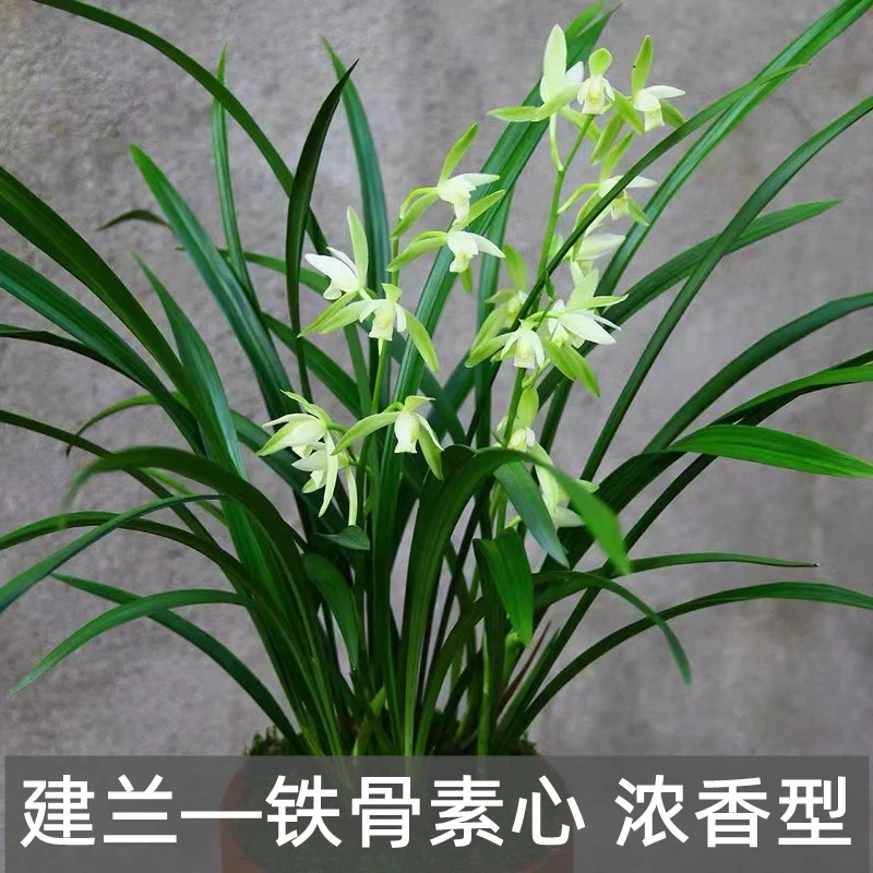 养兰建兰铁骨素心水养耐寒四季兰开花浓香室内绿植花卉盆栽客厅