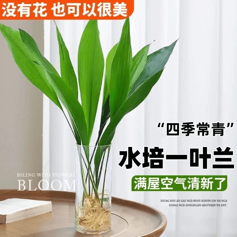 懒人绿植一叶兰四季常青盆栽办公室水培植物网红摆件室内好养耐阴