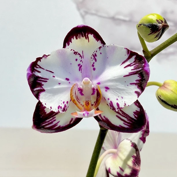 【哈根达斯】蝴蝶兰 暗黑色系 2.8寸蜡质花 中花型 室内花卉