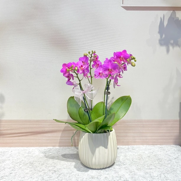 【兄弟精灵】蝴蝶兰 紫色系 小花型 韩国品种送人桌面款花卉绿植