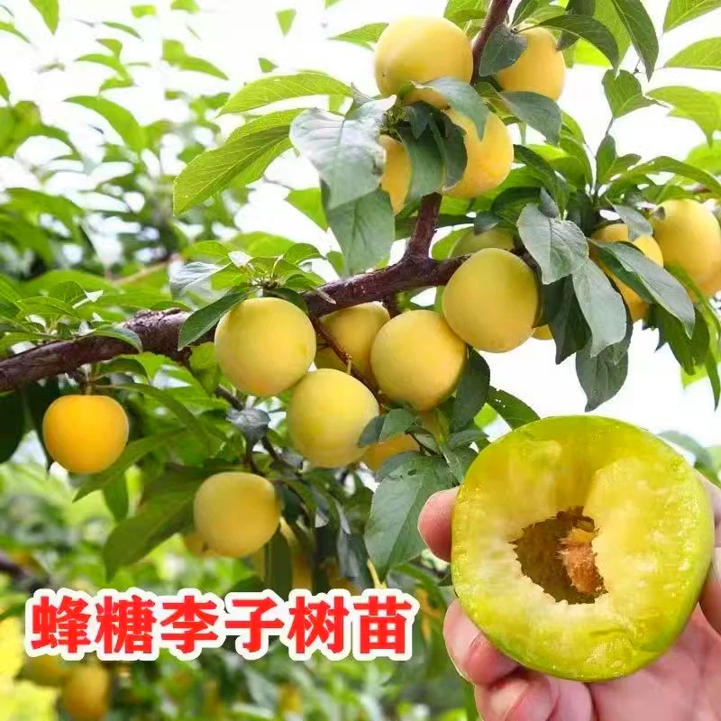 大红袍李子脆红李子蜂糖李子树苗脱骨嫁接苗南方北方种植特大树苗