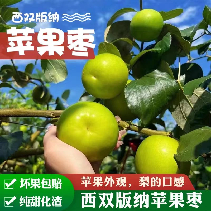 【中通快递】西双版纳苹果青枣新鲜采摘产地2-5斤应季水果脆甜多汁