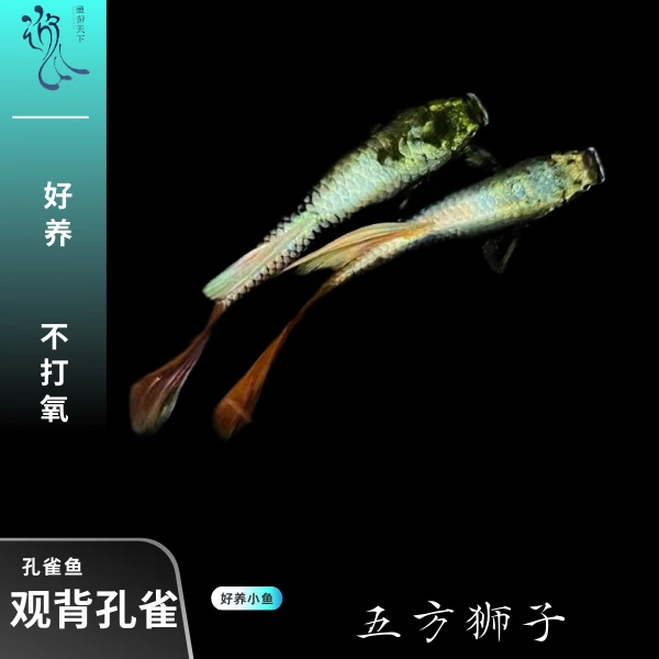 鱼游家的观背孔雀黑色小型饲养养殖观赏鱼