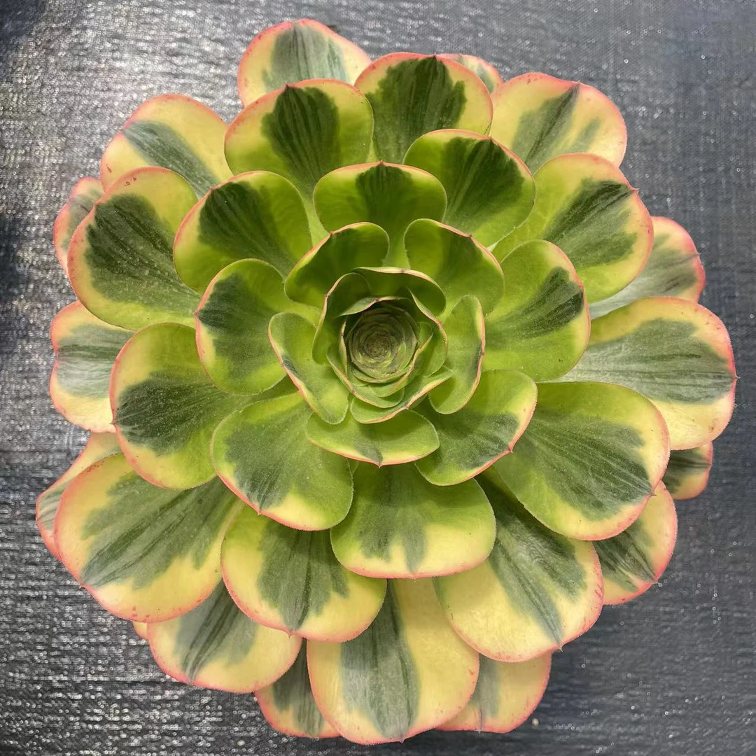 一物一拍云南多肉法师锦基地直发