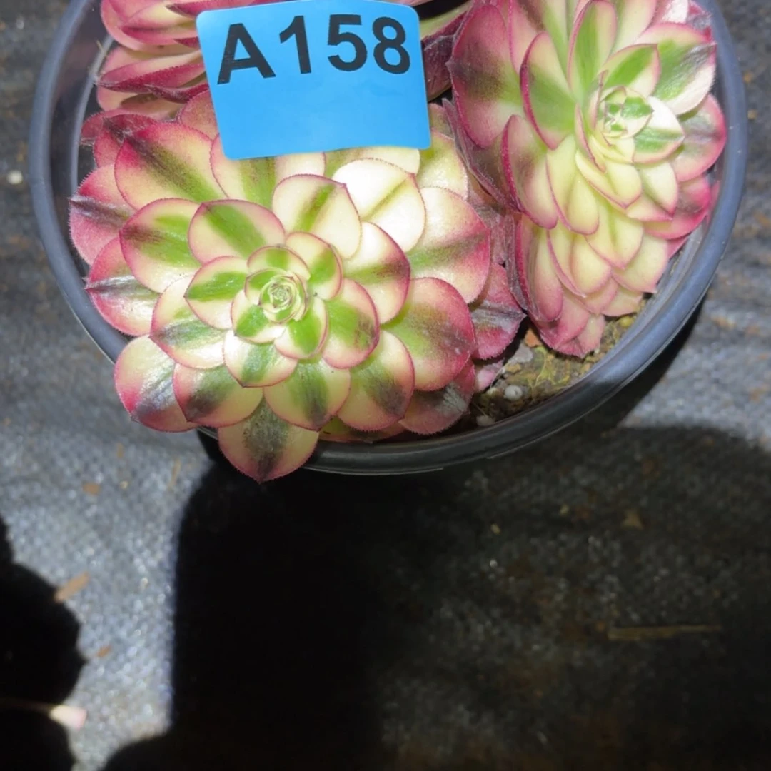 【闪购商品】158号倾城多肉法师