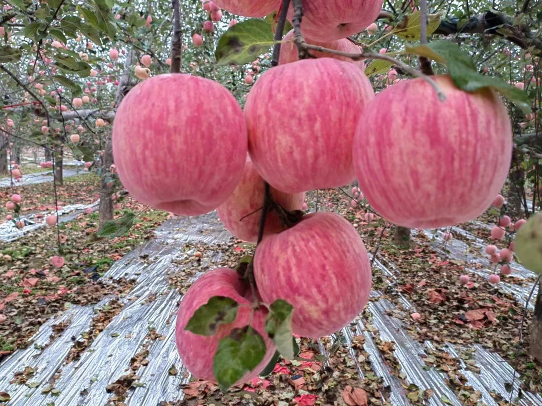 正宗洛川特大苹果【带皮吃】苹果新鲜水果当季热卖产地直销品质保证