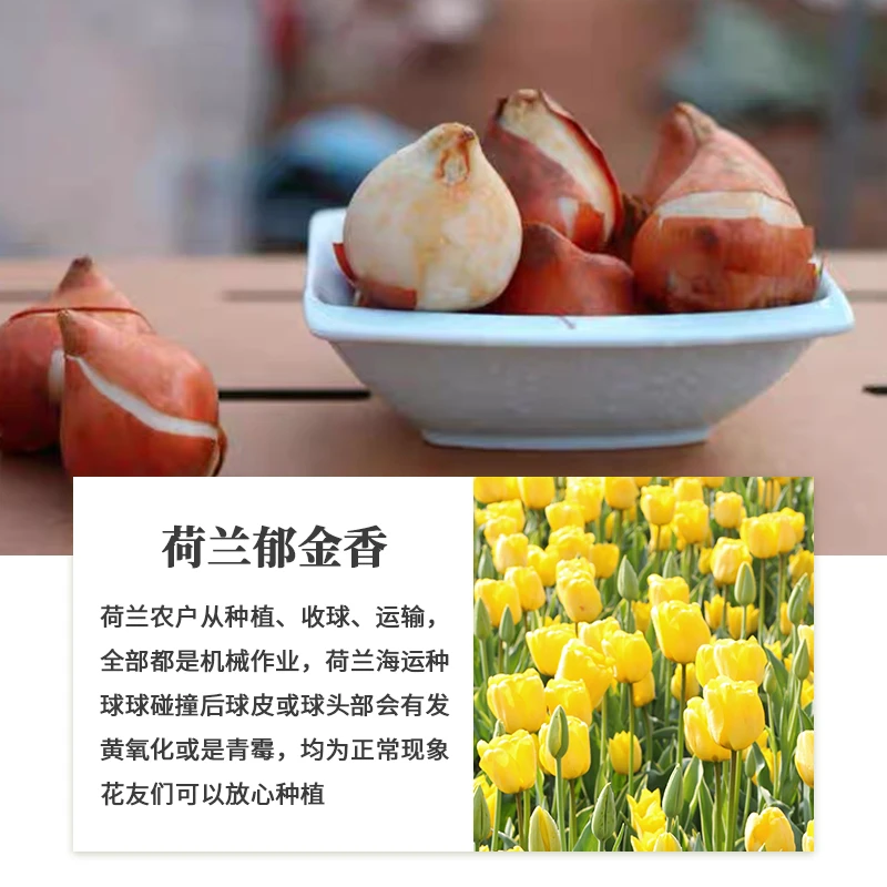 【自然球郁金香】土培套装荷兰进口种球新手阳台地栽花苗盆栽庭院