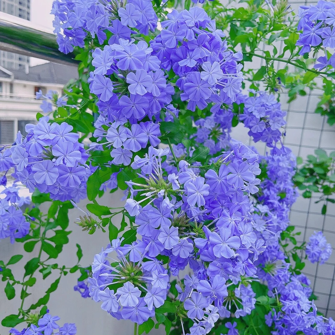 【蓝雪花】蓝色爆花机器长势快阳台垂吊花园拱门新手必拍养护易简单