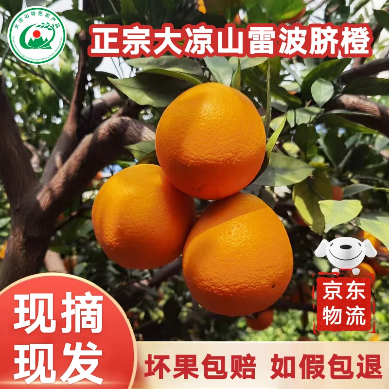 正宗大凉山雷波脐橙新鲜香甜多汁橙子云尚果精选脐橙现摘现发送礼