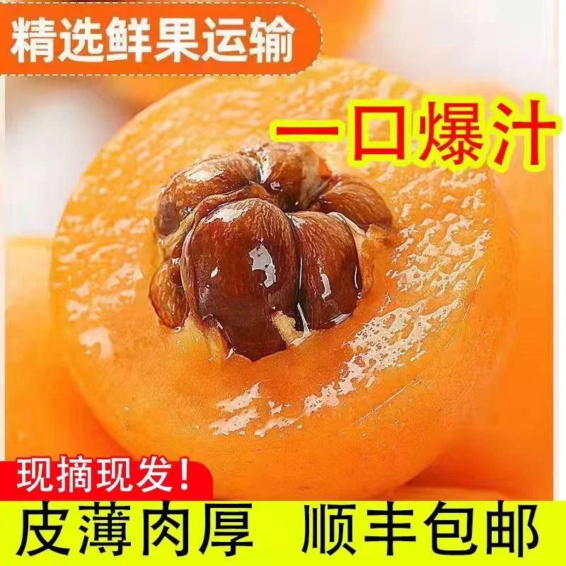 【顺丰速发】现摘现发云南金沙江边大五星枇杷1/3/5斤孕妇新鲜水果