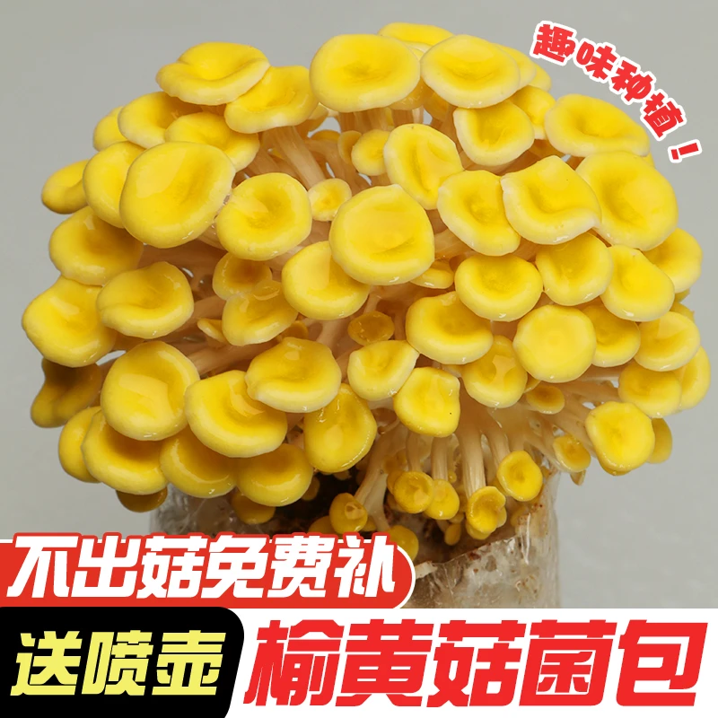 好玩又好吃/ 家庭种植菌棒/平菇/榆黄菇植物培养简单天然庭院室内