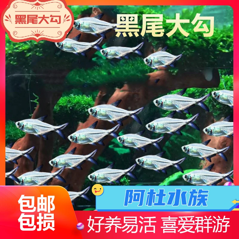 黑尾大勾鱼群游鱼热带淡水小型鱼灯科鱼草缸造景鱼新手适宜包邮