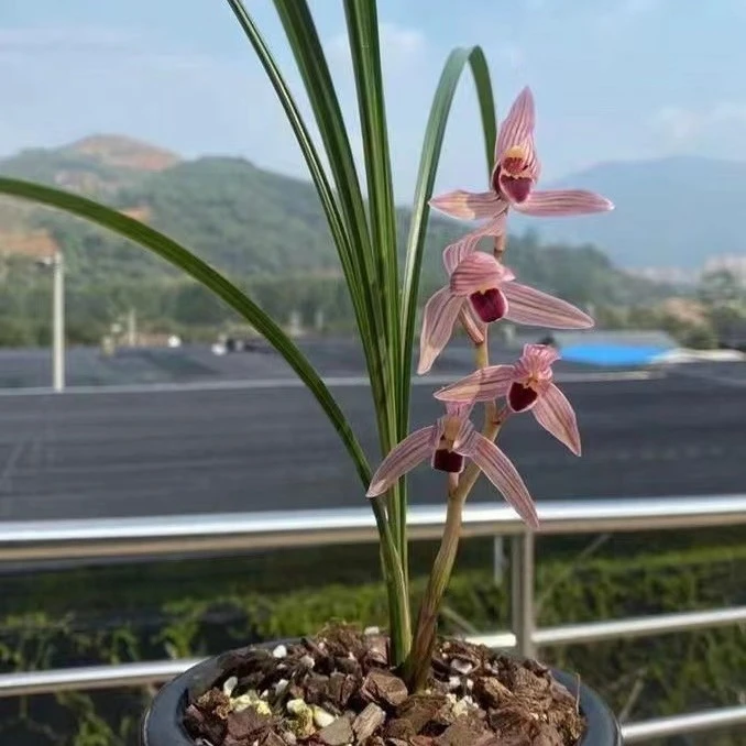 莲瓣兰兰花一物一拍