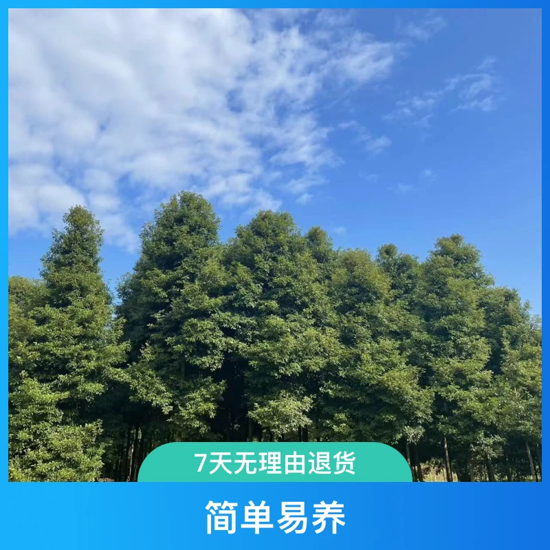 四川正宗金丝楠木小叶桢楠2公分到15多规格