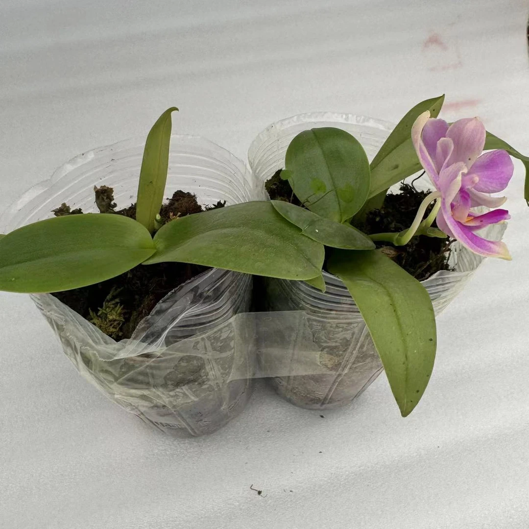 【花购】香奈儿 3.0寸杯 全开花