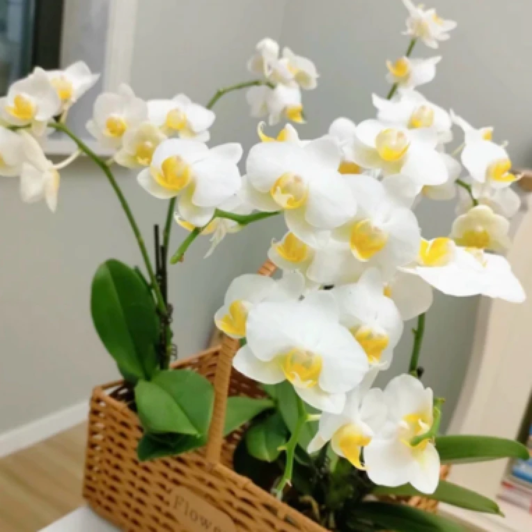 蝴蝶兰盆栽 水仙3.0寸杯单花剑  带花带花苞