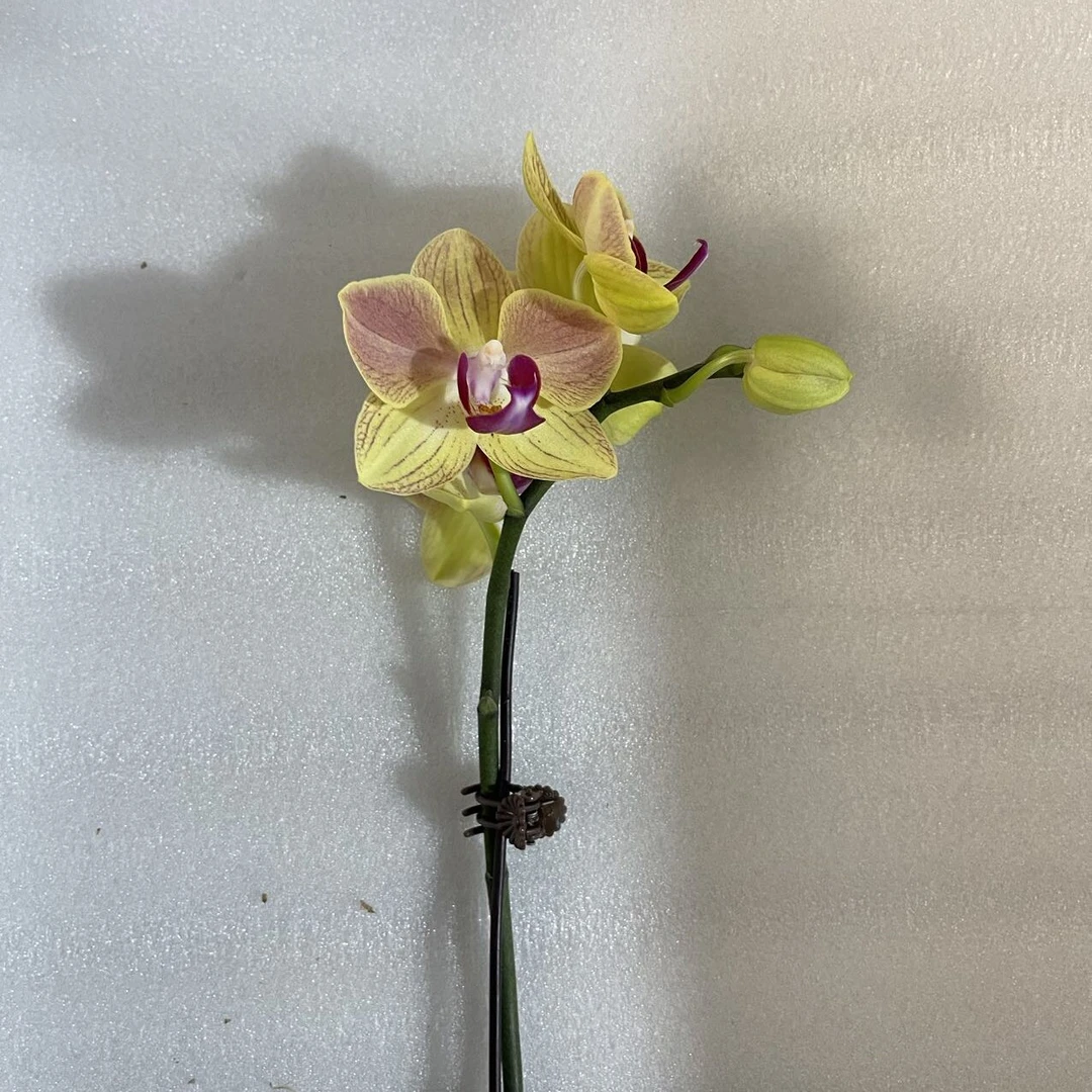 【花购】三色鸟3.0寸杯 单花剑 不带花