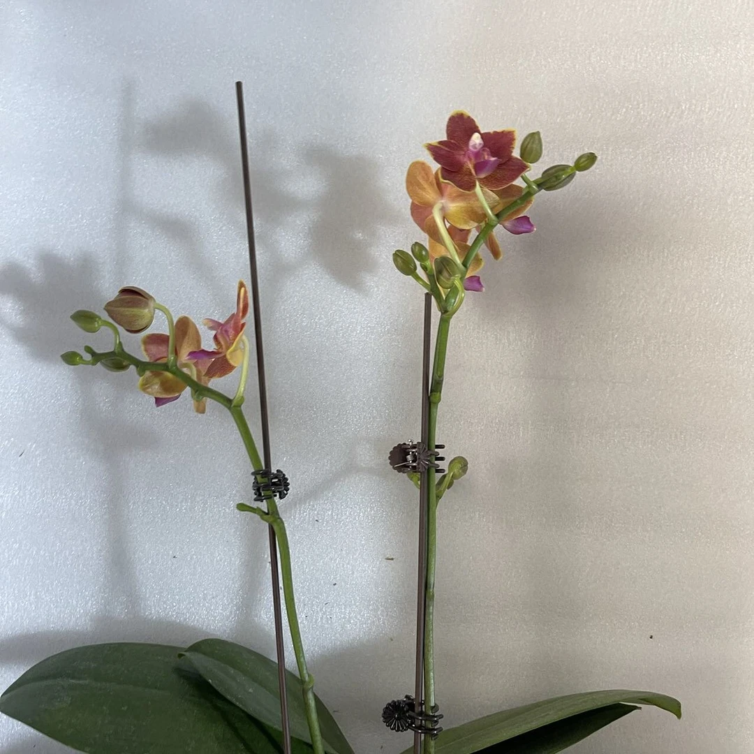 【花购】闪边樱桃番茄3.0寸杯双花剑 带花带花苞