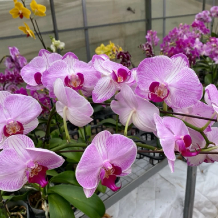 蝴蝶兰盆栽 水蜜桃 全花3.0