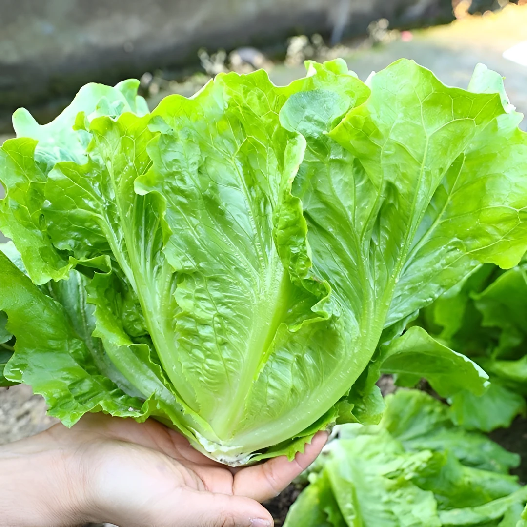 意大利生菜种子全年高产耐热耐寒意大利生菜种子使用蔬菜可种抗病