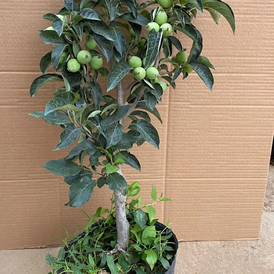 鸡心果盆栽【直播间一物一拍专用】