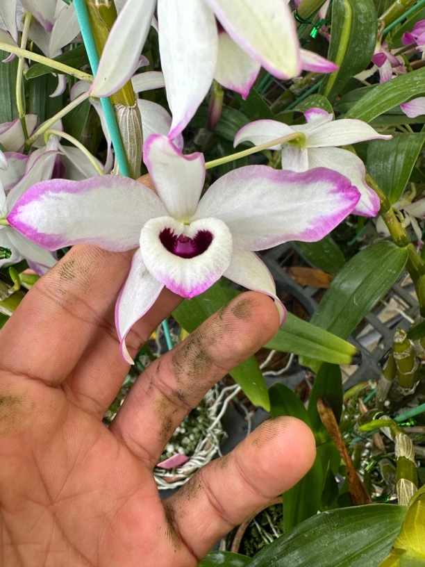 天花板泼墨普洱金钗一苗