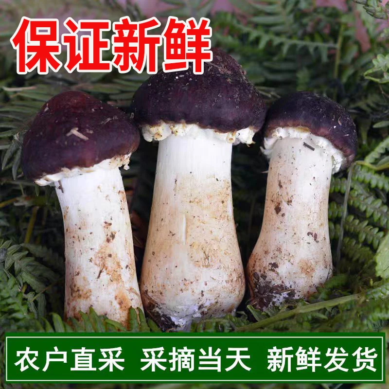 新鲜赤松茸现采现发球盖菇菌菇蘑菇烧烤煲汤火锅酒店食材