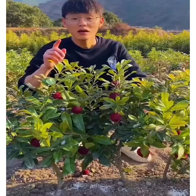 正宗嫁接东魁杨梅树树苗杨梅苗南北方种植地栽果树苗当年结果特大