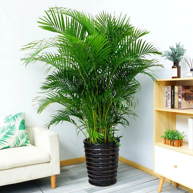 散尾葵植物盆栽客厅高档花卉凤尾竹室内大型植物夏威夷绿植富贵椰