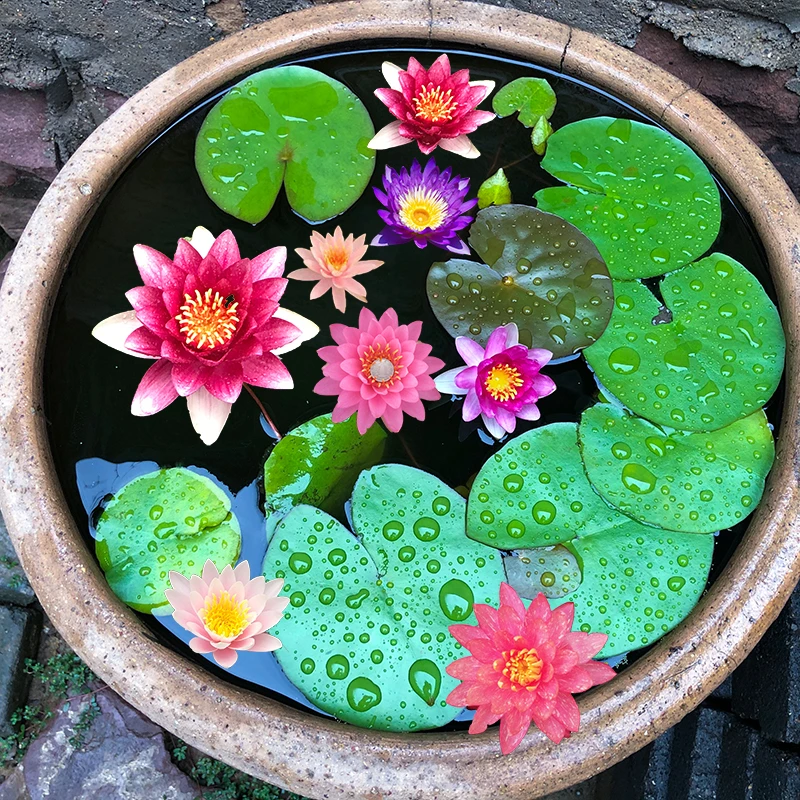 睡莲根块池塘大睡莲根茎花水培植物四季莲花盆栽水养花卉荷花带芽