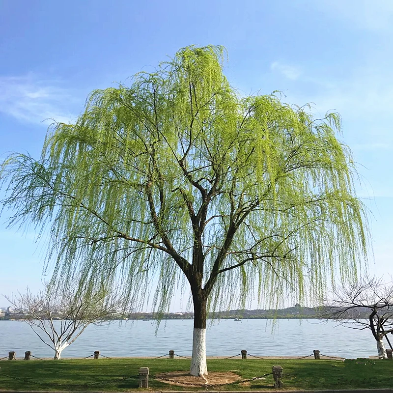 垂柳树苗黄金柳青皮直柳园林行道大型耐寒风景树金丝柳速生柳树苗