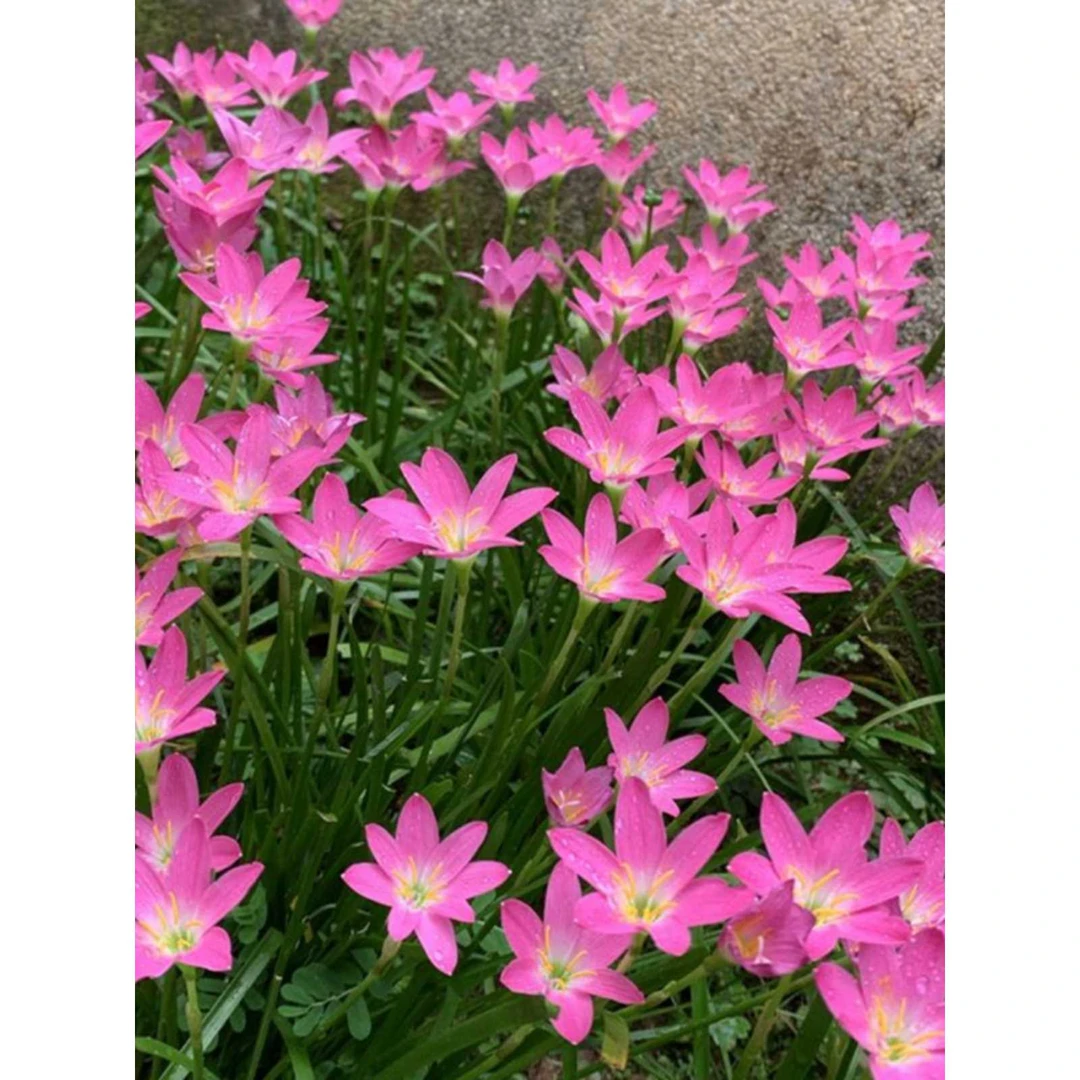 多年生宿根耐寒花卉植物花苗室外庭院矮花葱兰葱莲韭兰地栽绿化苗