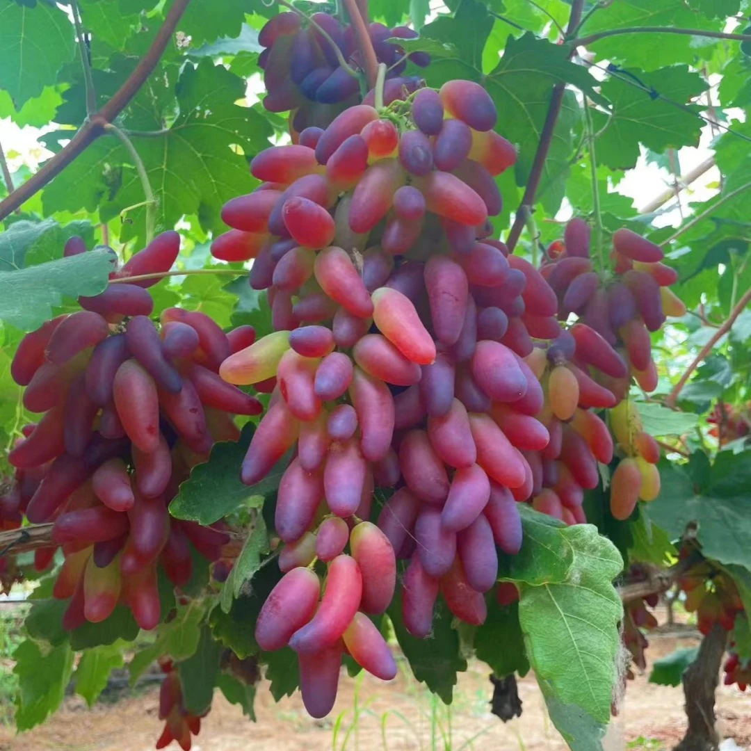 美人指葡萄树苗庭院地栽嫁接无籽爬藤葡萄树苖北南方种植当年结果