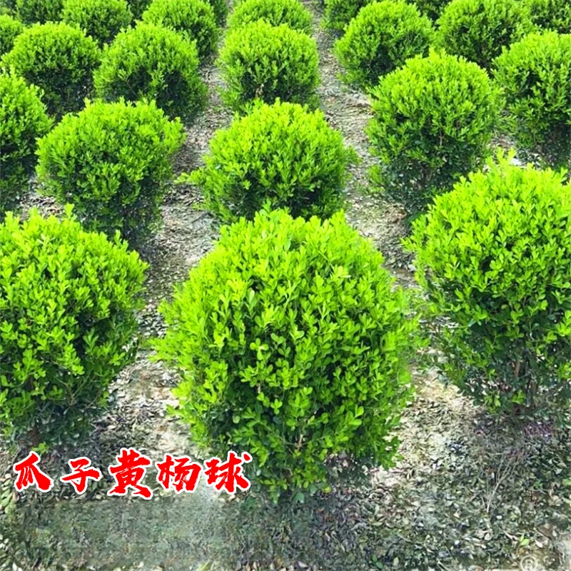 小叶瓜子黄杨球树苗大叶黄杨庭院耐寒四季常青绿化篱笆植物冬青球