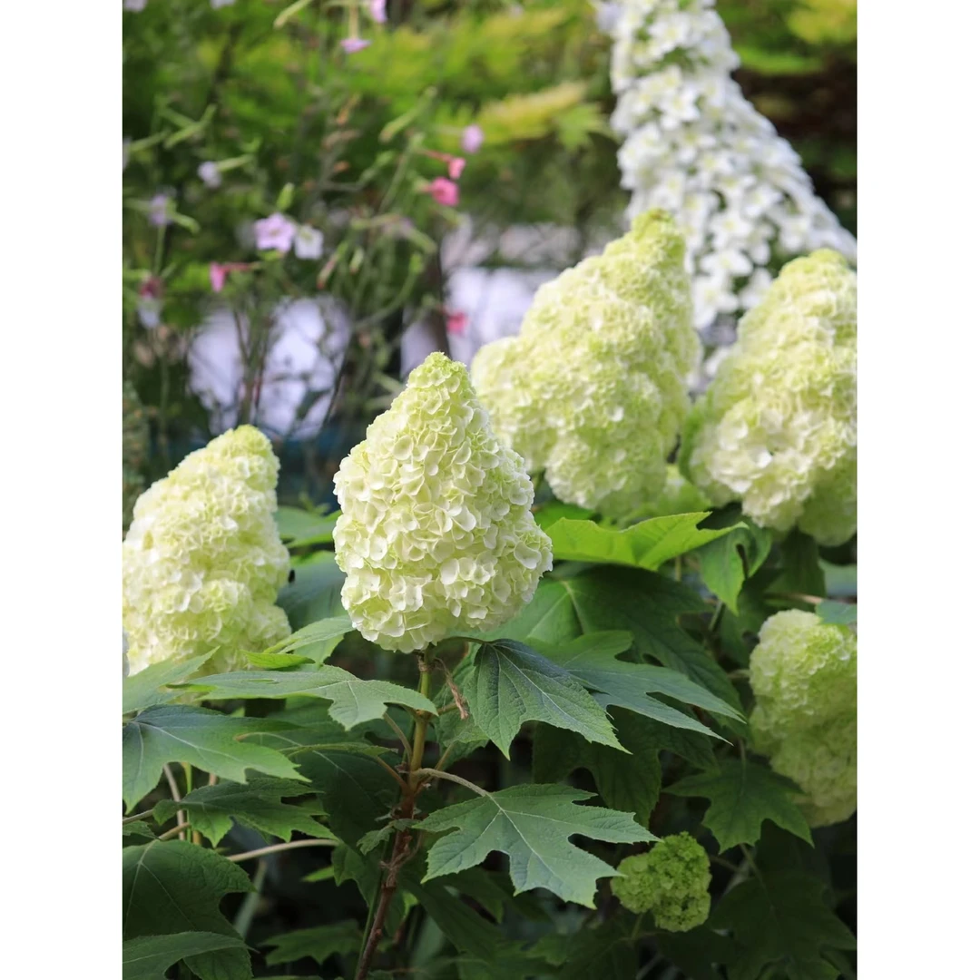 网红款栎叶绣球和声盆栽红宝石庭院花卉植物多年生花园木本花耐寒