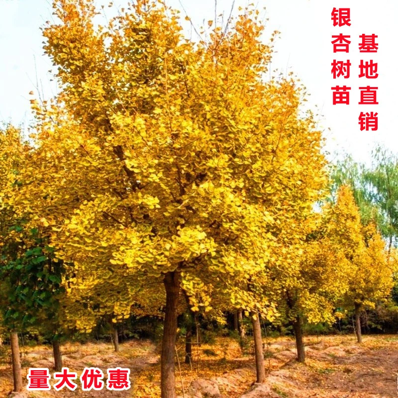 金叶银杏树活苗大树白果小苗占地庭院园林风景绿化树苗南北方种植