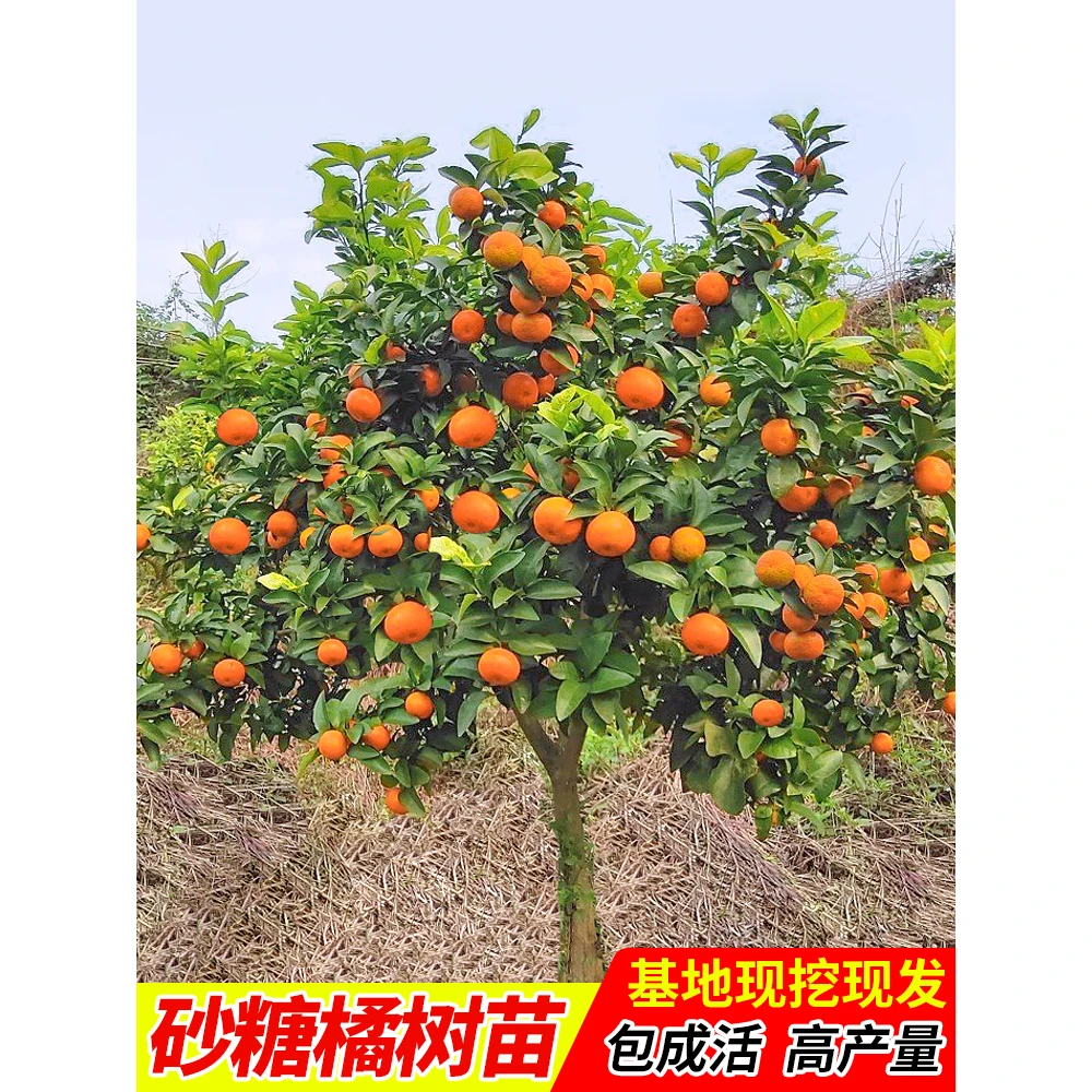 无籽沙糖橘苗橘子树砂糖橘树苗盆栽地栽桔子树苗南方果树橘子苗树