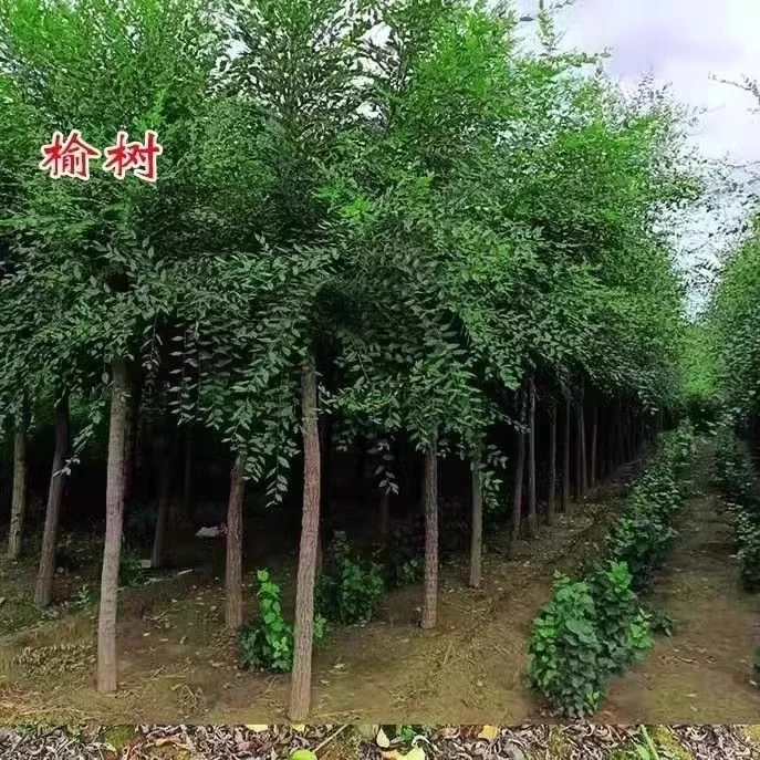 榆树苗榆树树苗白榆家榆榆钱树耐寒耐热别墅庭院道路绿化工程树苗
