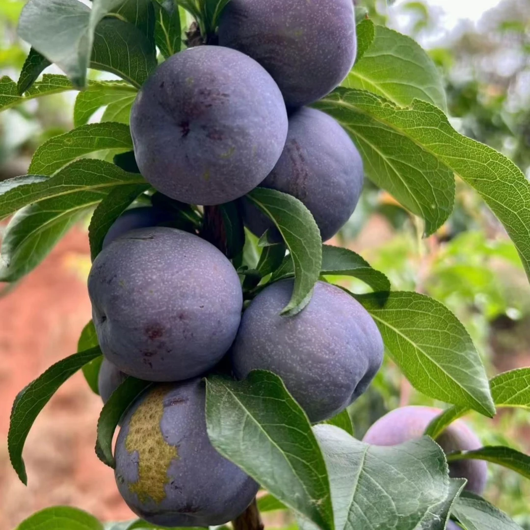 蜂糖李子树苗嫁接特大脱骨青脆果种西梅庭院黄金正宗三华结果早熟