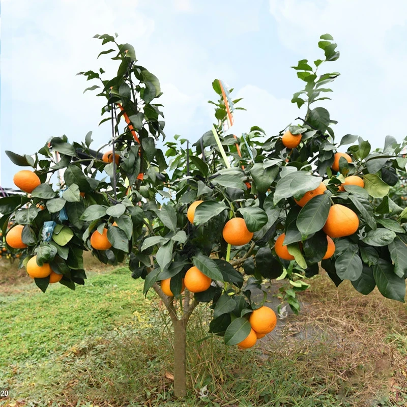 嫁接象山红美人爱媛28号38号橘子树苗晚熟果冻橙柑橘苗红美人树苗