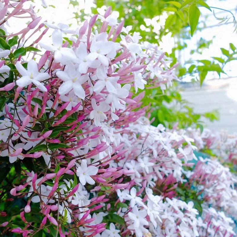 多花素馨盆栽花苗多年生藤本攀援爬藤观花植物有香味开花机器带花