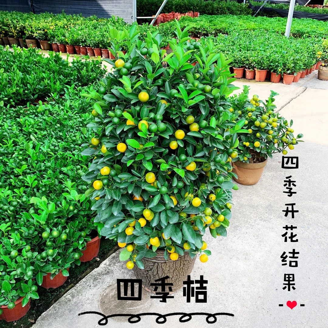 一物一拍年宵花年桔树大吉大利