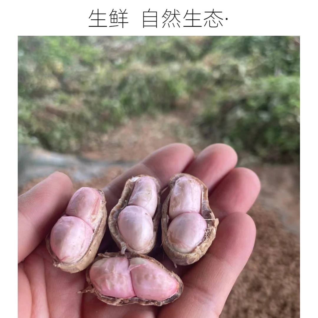 新鲜现挖带壳湿花生农家自种可水煮凉拌当季花生生花生带壳新鲜