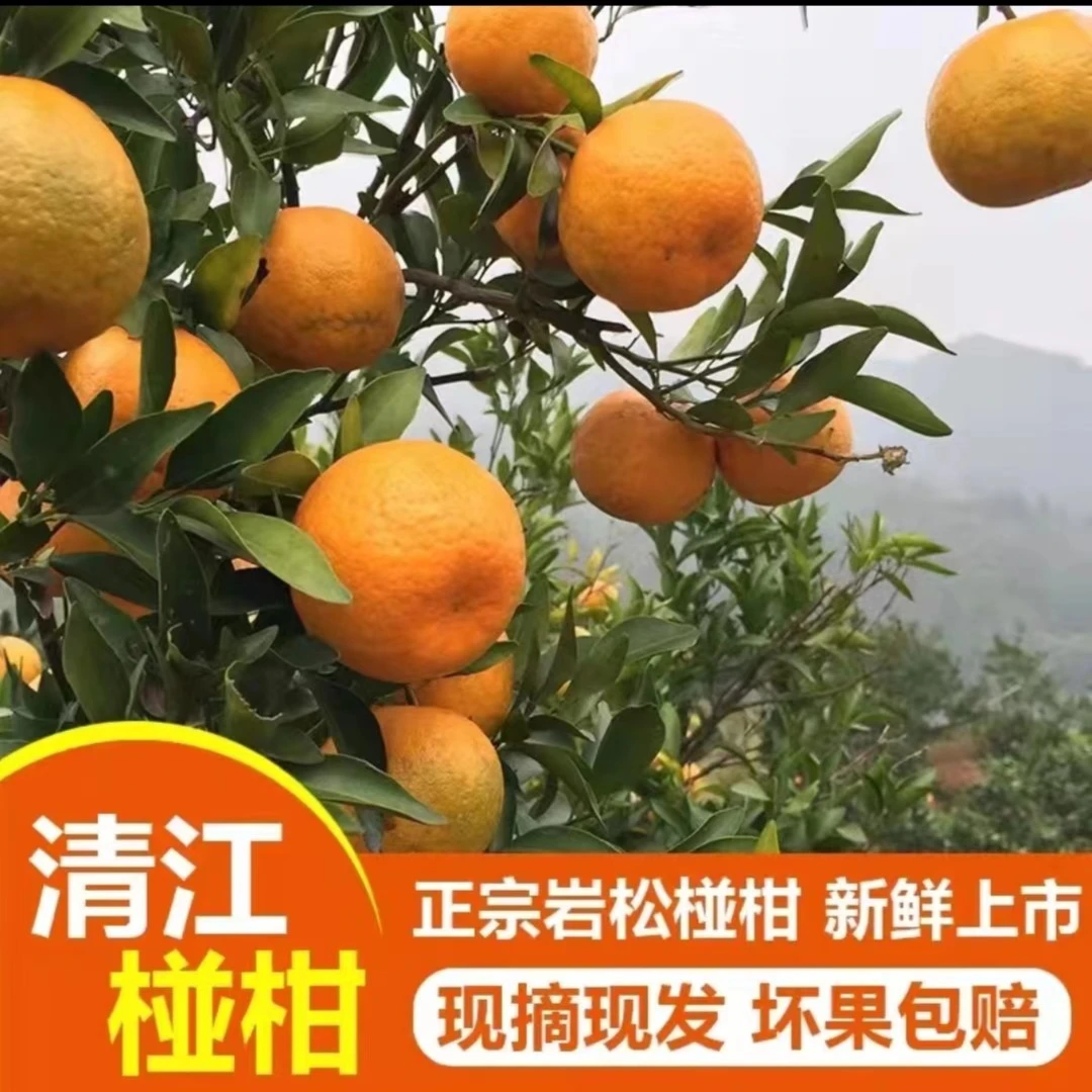 湖北岩松坪清江椪柑 新鲜美味 饱满多汁香甜可口应季水果果园直发
