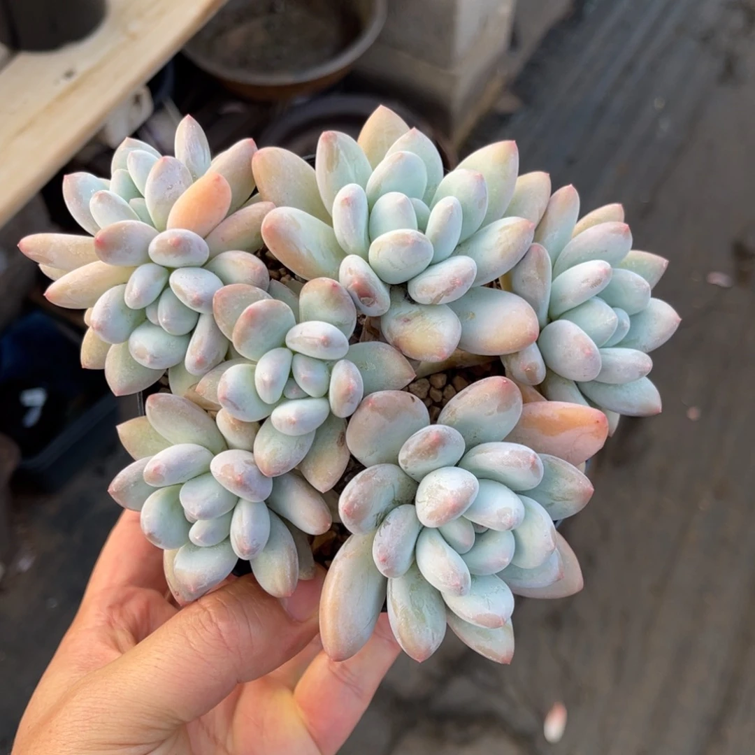 丸叶香水一物一拍