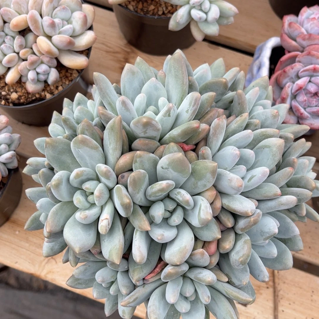 潜力股香水自然群