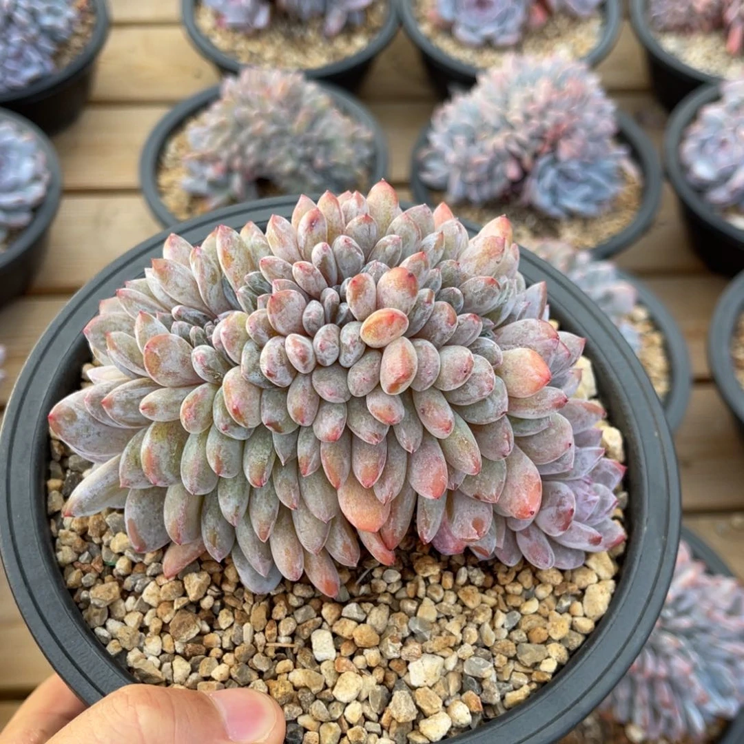 老桩星影小树朵朵